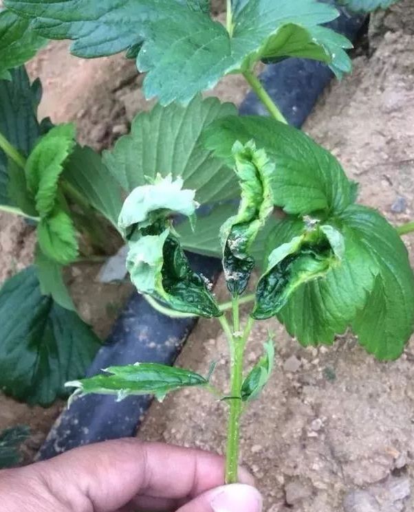 草莓病毒病