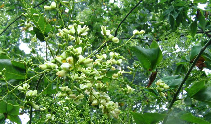  p>五叶槐(学名: i>sophora japonica /i> linn. var.
