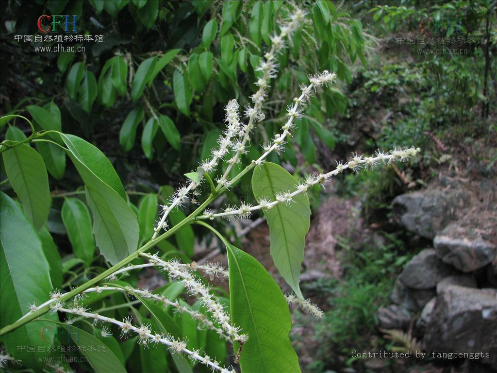 castanopsis sclerophylla (lindl.) schottky