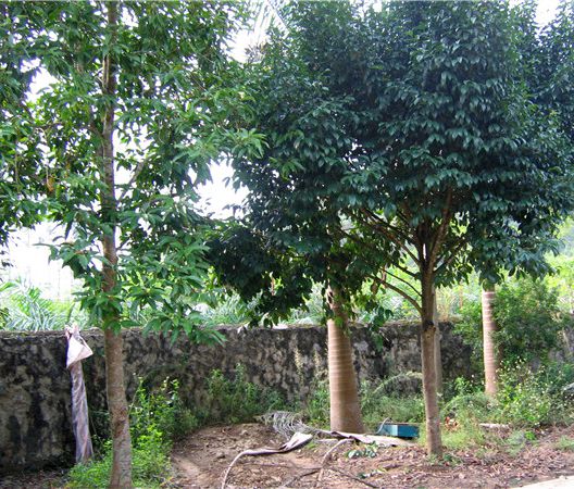  p>金丝李(学名: i>garcinia paucinervis /i> chun et how)是藤黄科