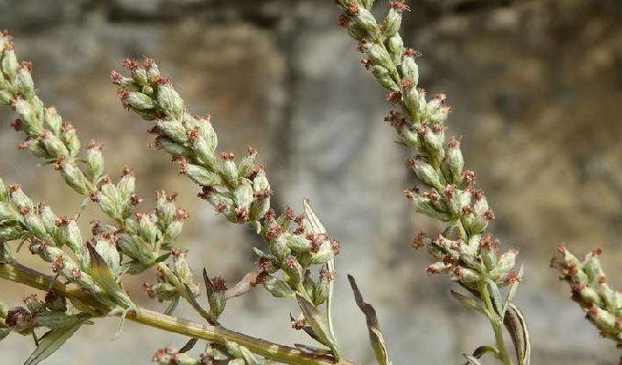  p>白叶蒿为多年生草本.