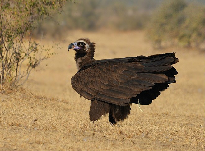  p>秃鹫(学名: i>aegypius monachus /i>):是鸟纲,隼形目,鹰科的大型 