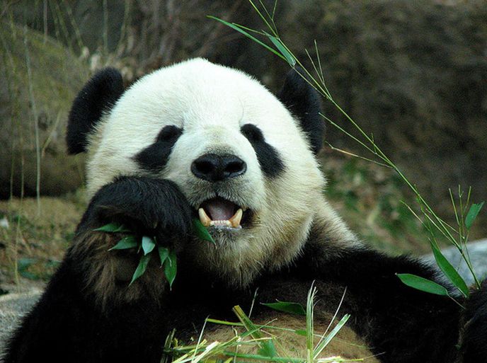 大熊猫