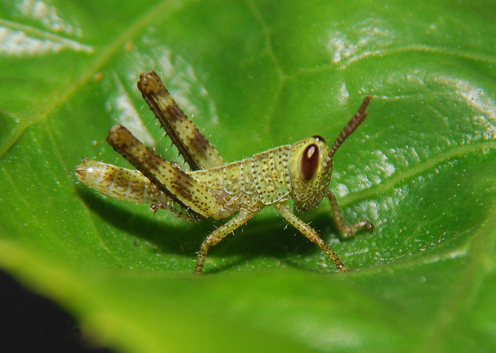 的动物,又称 a target="_blank" href="/item/真体腔动物/7647596"