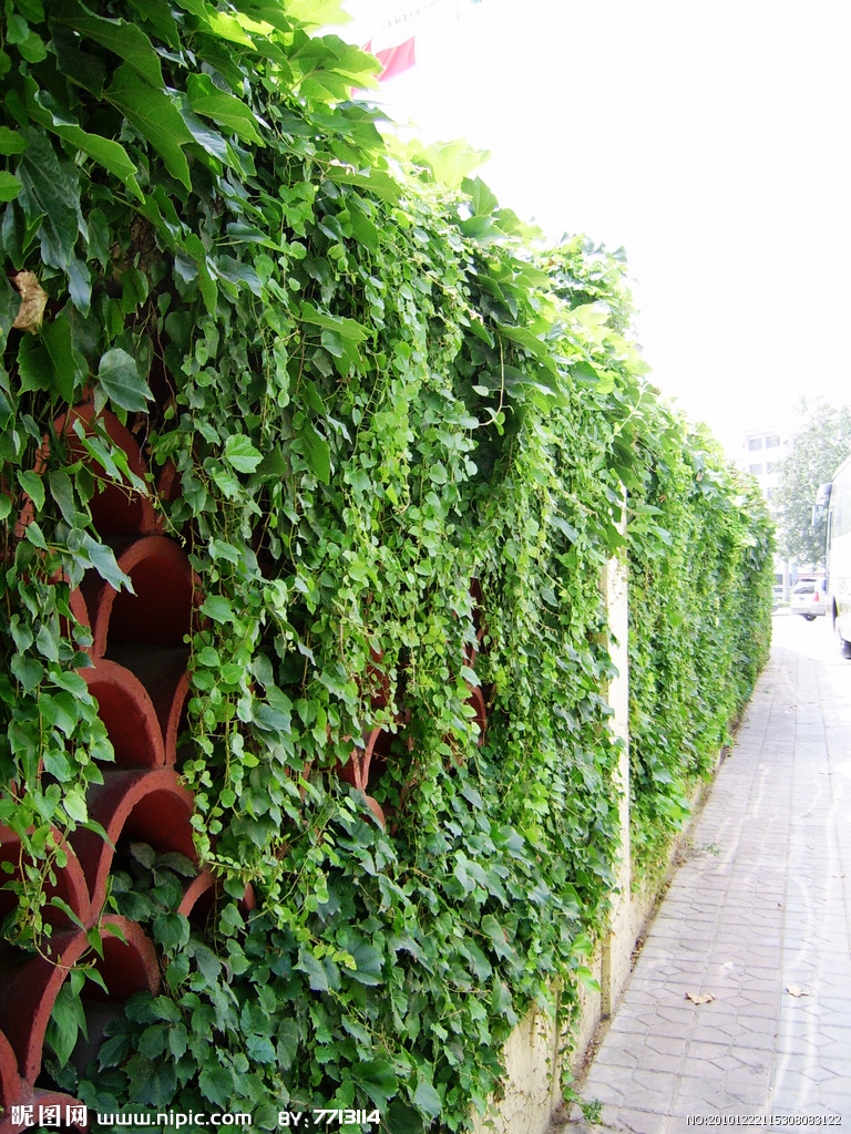 城市垂直绿化的一种形式,表面覆盖有绿色植物的墙叫作绿墙