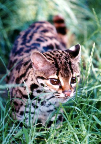  p>长尾虎猫(学名: i>leopardus wiedii /i>):是体型较大的 a href="