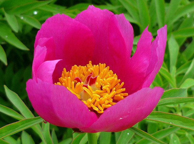 单花赤芍(变种)