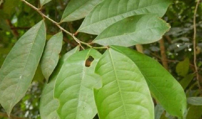  p>龙胆木属(richeriella pax et hoffm.