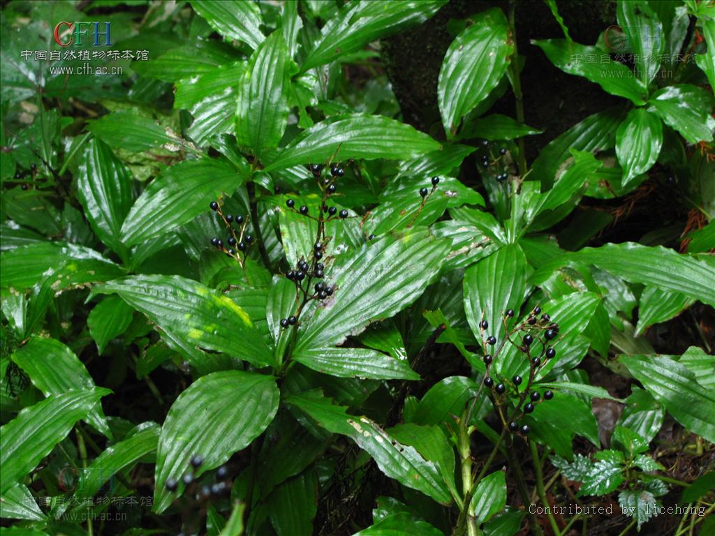  p>川杜若腊叶标本,该标本采集自重庆金佛山国家级自然保护区,采集