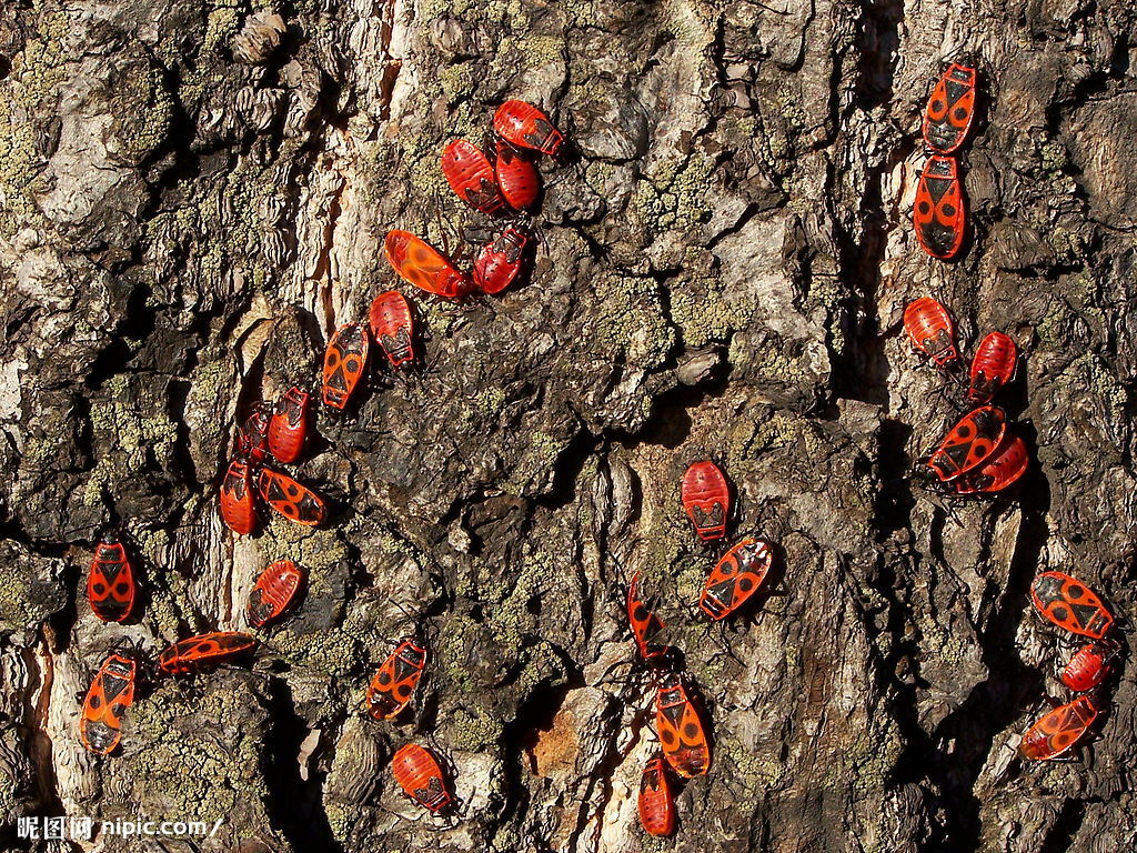 在中欧则只有1个属和两个种.成熟的红蝽有9