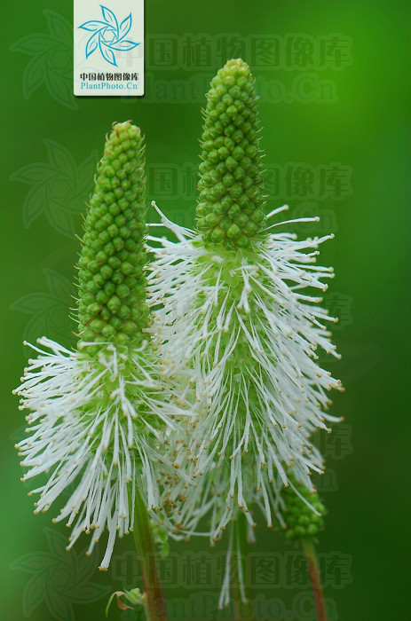  p> b>大白花地榆 /b>(学名: i>sanguisorba sitchensis /i>)是蔷薇科