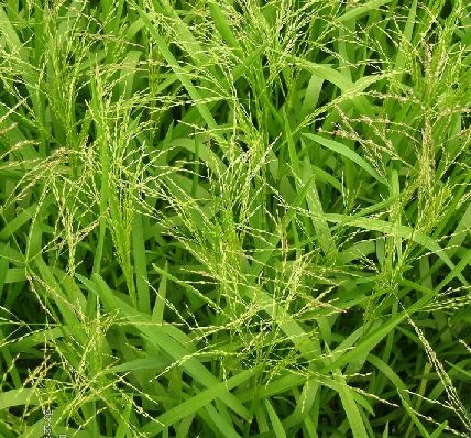  p>星星草(学名: i>puccinellia tenuiflora  /i>(griseb. ) scribn.