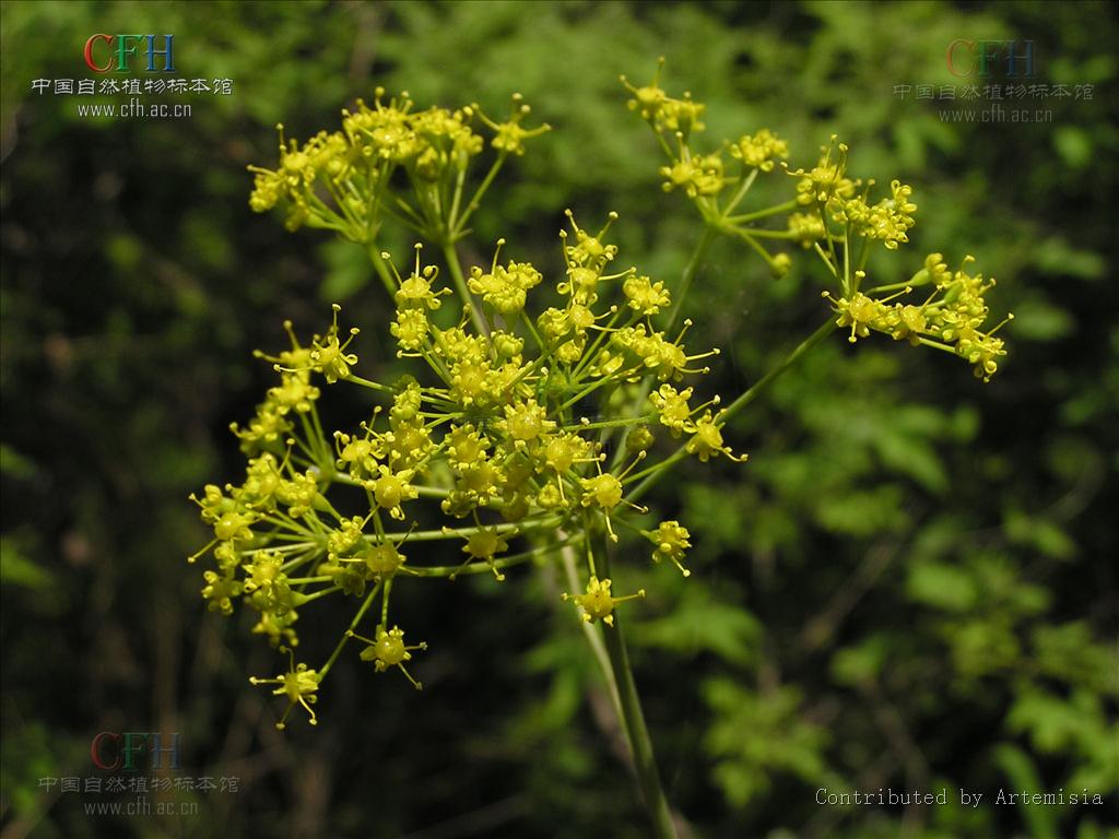 为伞形科植物新疆阿魏 i>ferula sinkiangensisk. m.