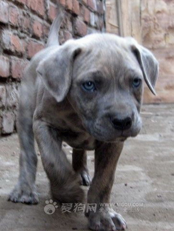 班道戈犬来自撒克逊方言的"banda"- "链条,用链条拴",1960年,美国人用