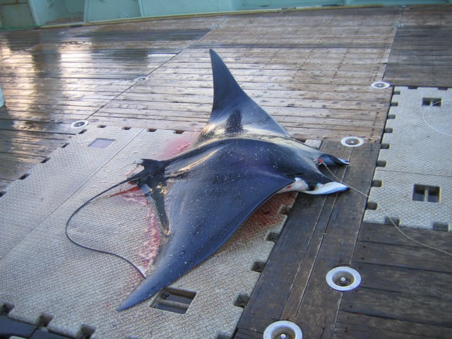  p>日本蝠鲼(学名: i>mobula japanica /i>)是蝠鲼科,蝠鲼属的一种