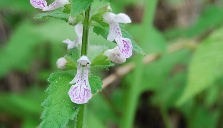  p>针筒菜, a href="#" data-lemmaid="3514470">多年生草本 /a>,高30