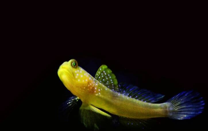金刚虾虎