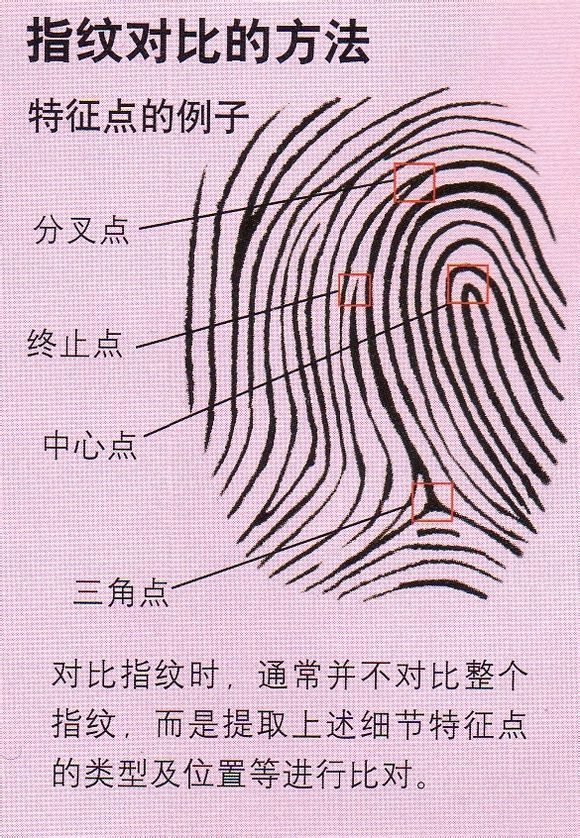  p>指纹是人类手指末端指腹上由凹凸的皮肤所形成的纹路,(看似)指纹能
