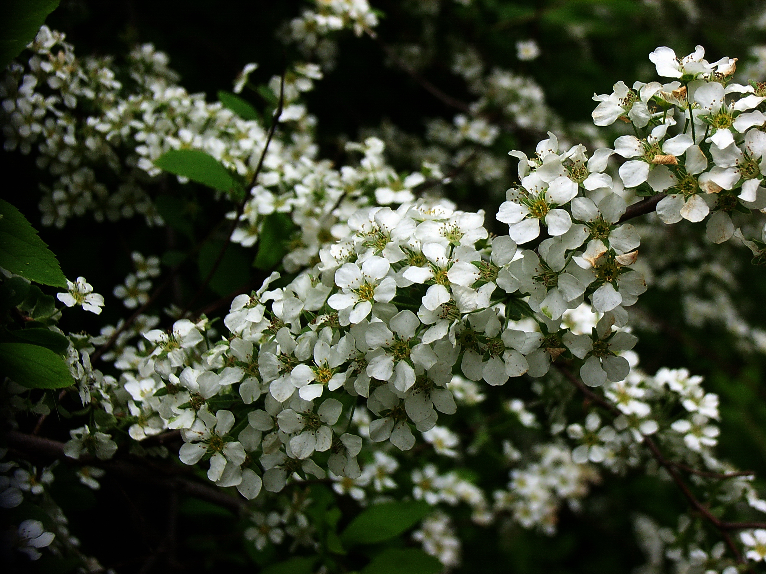 p>麻叶绣线菊(学名: i>spiraea cantoniensis /i> lour.
