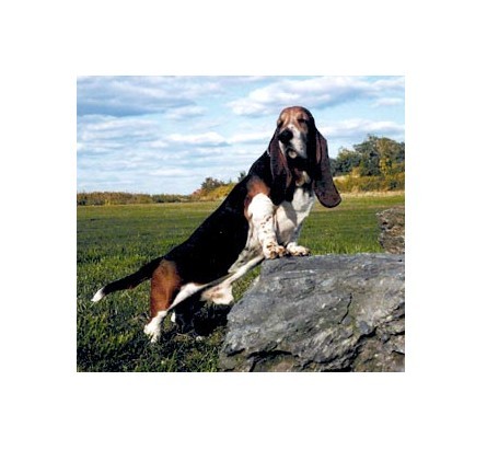 basset hound