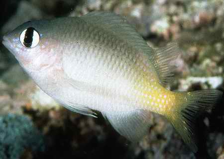 亮眼雀鲷
