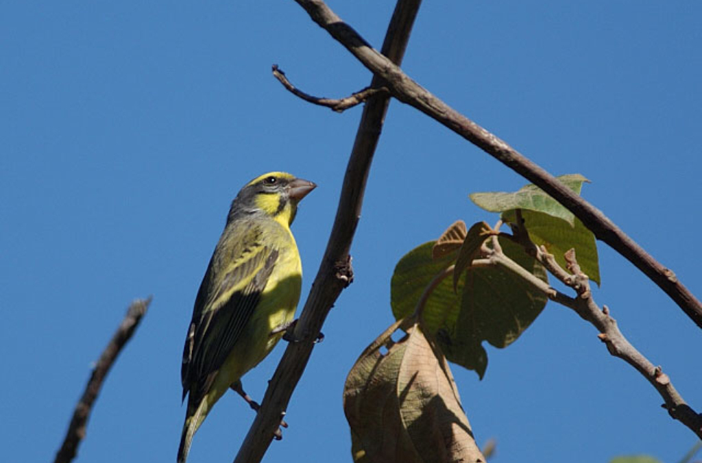 别名玉鸟, a href="#" data-lemmaid="1336057">白玉鸟 /a>,白燕, a