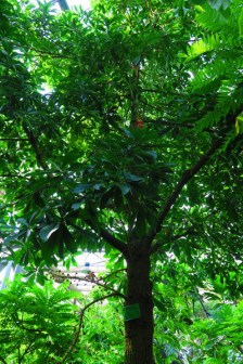 炮弹树（玉蕊科炮弹树属植物）_百度百科