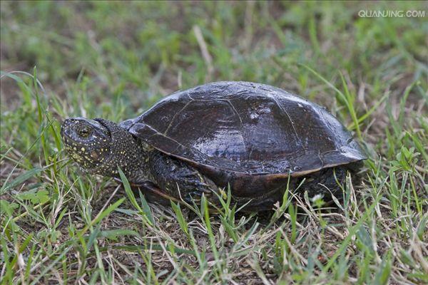  p>池龟是水龟科(emydidae)淡水龟的统称,有时指水龟属(clemmys, 参阅