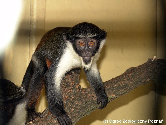  p>戴安娜须猴,英文名:cercopithecusdiana.