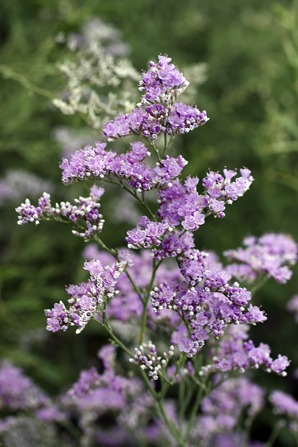 limonium otolepis (schrenk) ktze.
