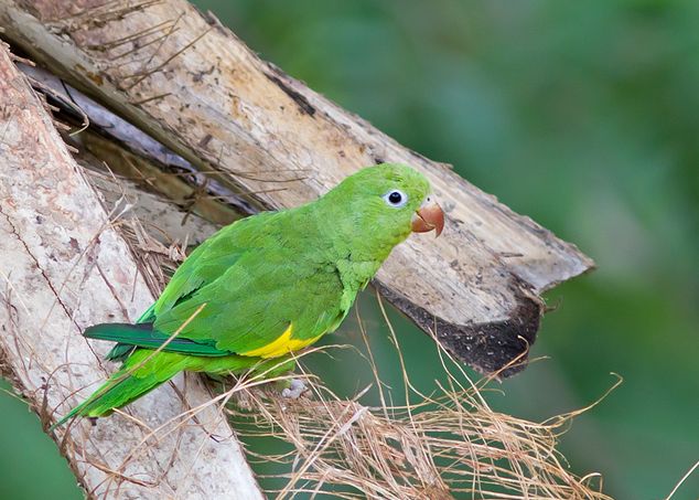  p>黄翅斑鹦哥(学名:brotogeris chiriri)是典型的
