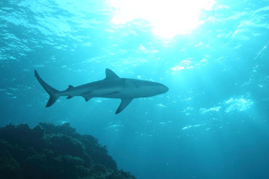  p>钝吻真鲨(学名: i>carcharhinus amblyrhynchos /i>)是真鲨科,真鲨