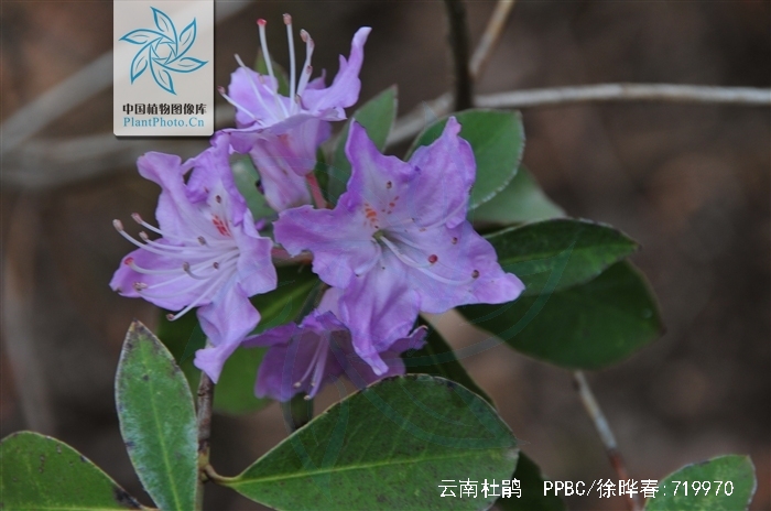  p>云南杜鹃(学名: i>rhododendron yunnanense /i> franch.