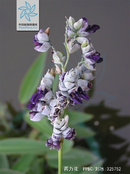  p>再力花(学名: i>thalia /i>  i>dealbata  /i> fraser): a target=