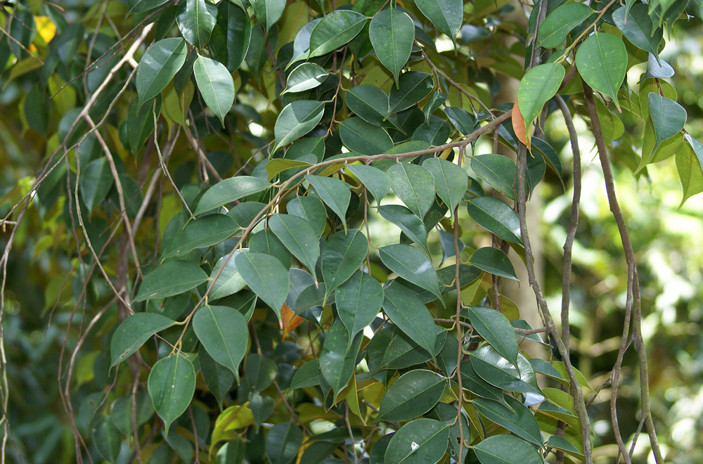 f.gaertn.)是龙脑香科,冰片香属植物.