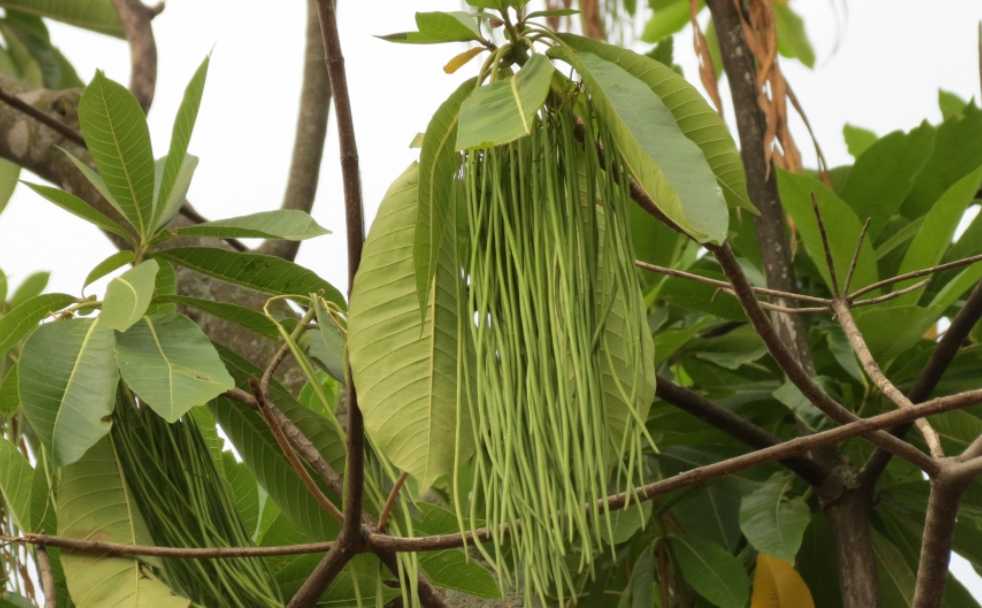  p>大叶糖胶树(学名: i>alstonia macrophylla /i> wall. ex g.