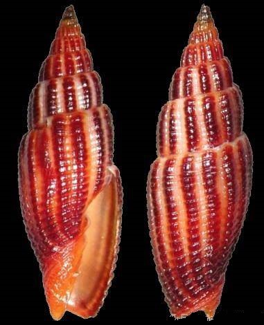  p>吸血蛹笔螺, a target="_blank" href="/item/软体动物/417529"