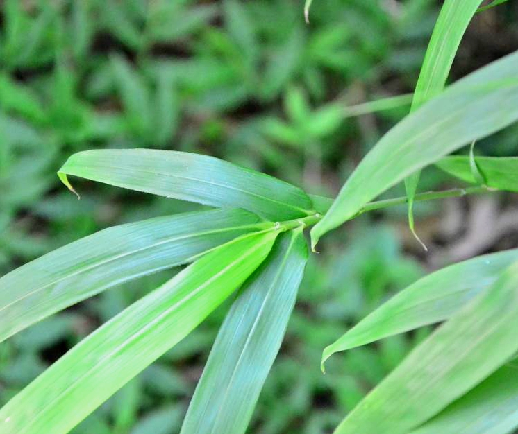  p>狭叶青苦竹(学名: i>pleioblastus chino /i> (franch. et savat.