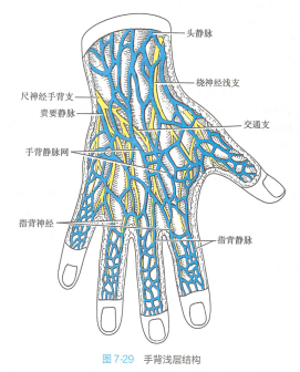 手指（人体器官）_百度百科