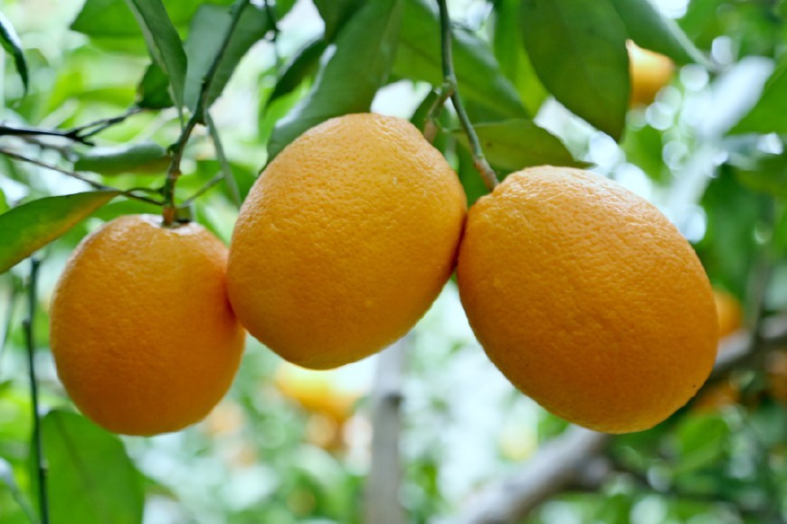  p data-id="gnwqbiapu7">锦橙(citrus sinensis jin cheng)是一种