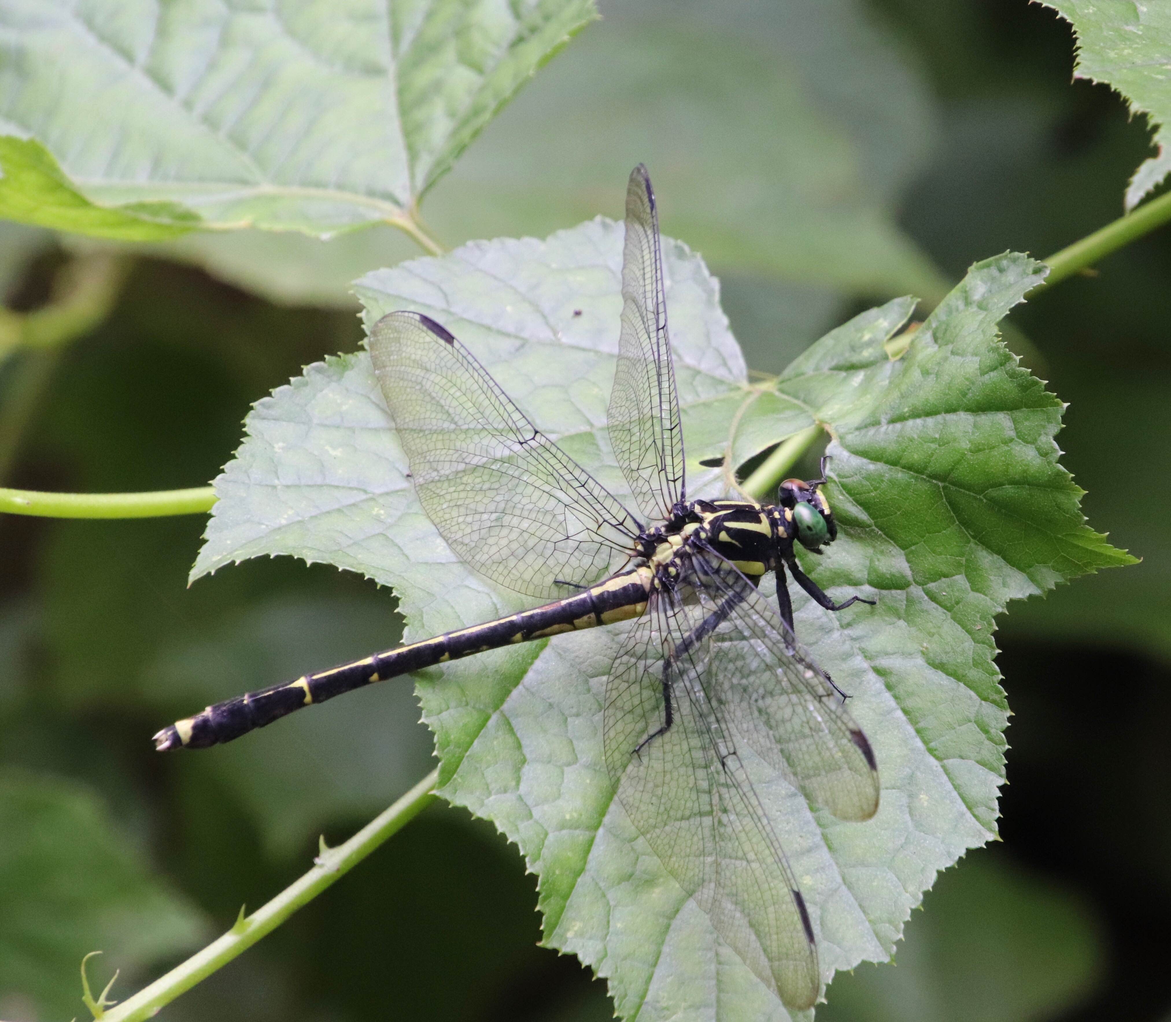 gemnl">扭尾曦春蜓(学名: i>heliogomphus retroflexus /i>)是春蜓科