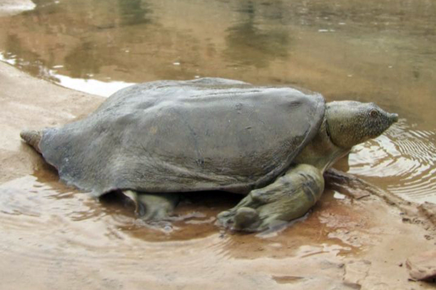  p>幼发拉底鳖(学名: i>rafetus euphraticus /i>):是鳖科,斑鳖属一种
