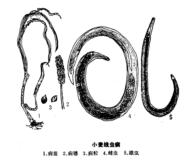  p>小麦线虫病又名"粒线虫病",俗名"浪当子""辣椒子""马兰子""萝卜子"