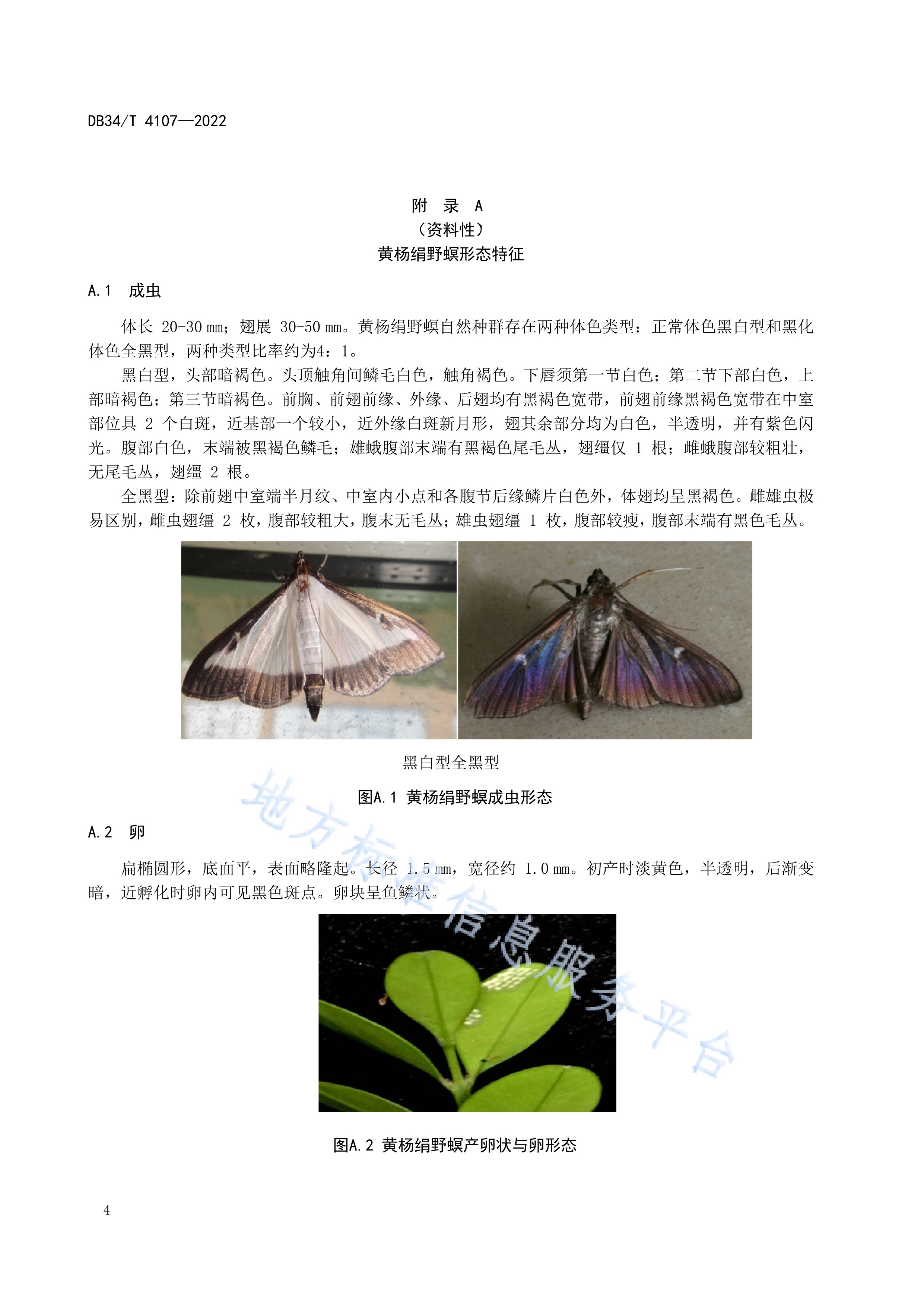 黄杨绢野螟监测及防治技术规程
