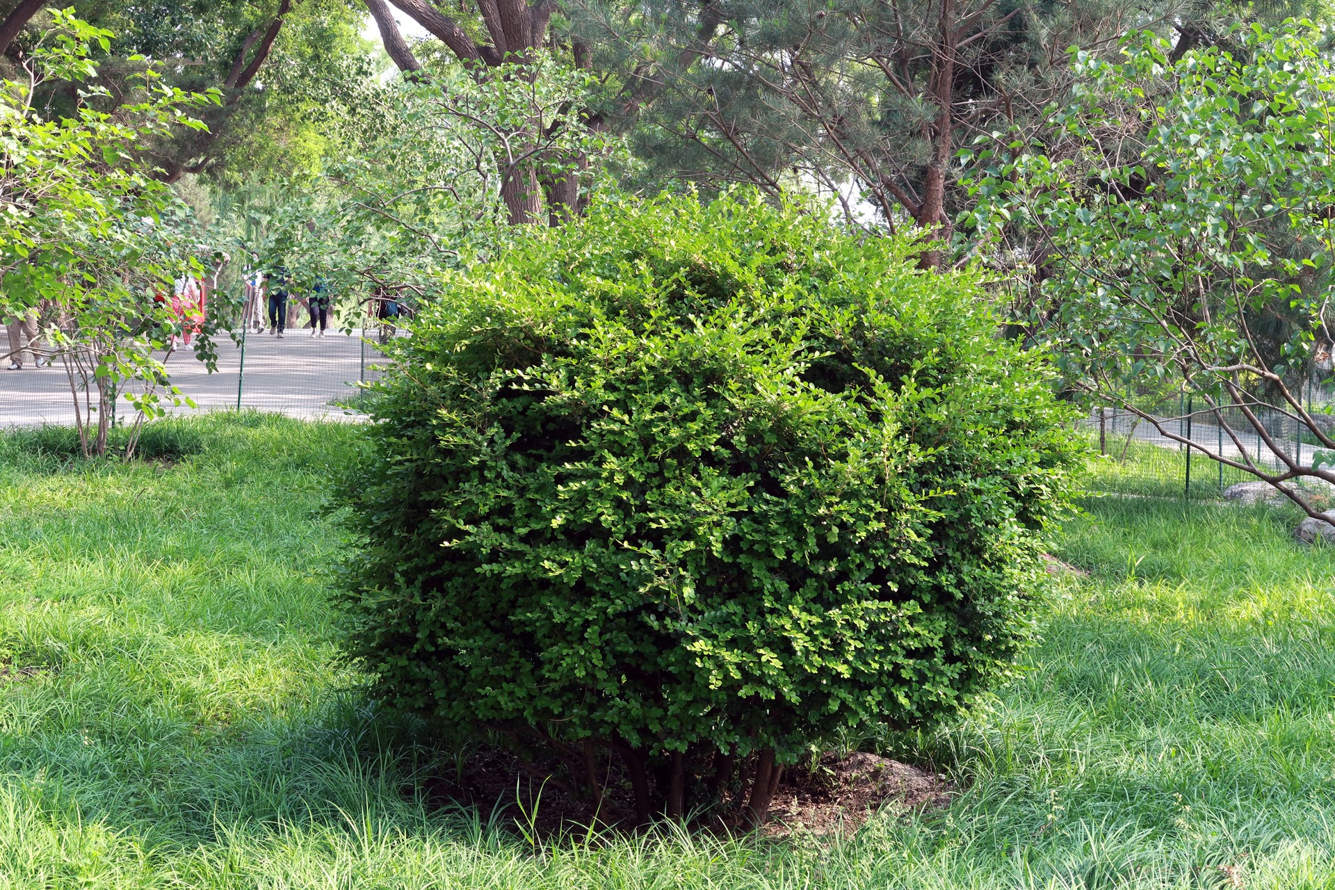 cheng)是黄杨科,黄杨属 a target="_blank" href="/item/灌木/15200