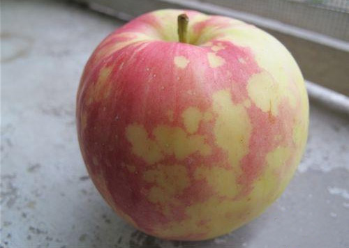 苹果锈果病
