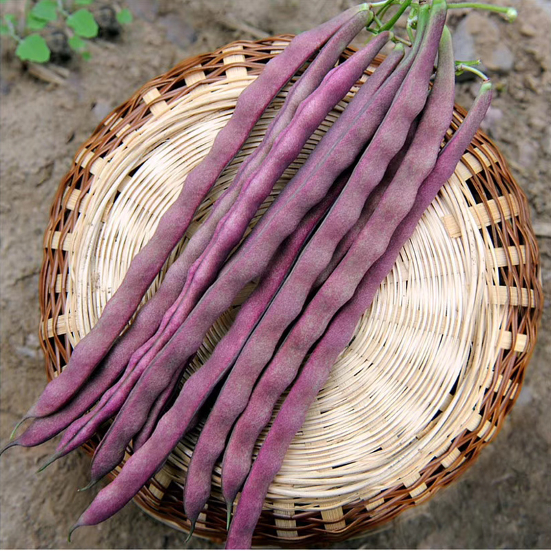紫皮四季豆
