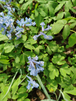 延胡索（罂粟科紫堇属植物）_百度百科