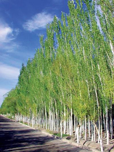 白杨