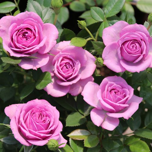 月季薰衣草门廊